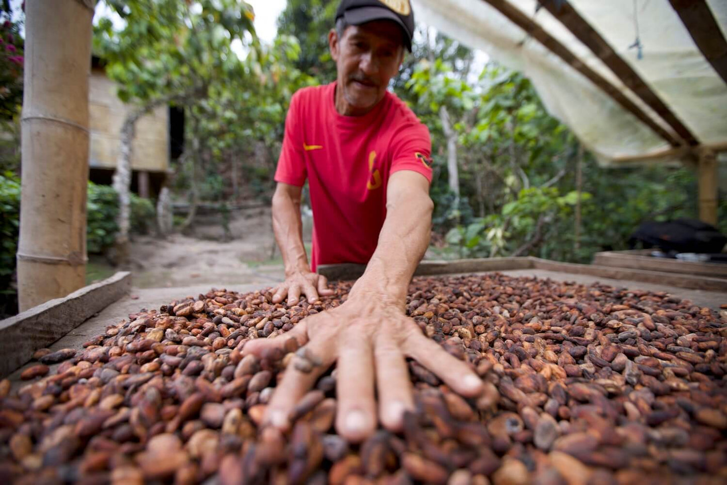Agriculteur triant les fèves de cacao cérémonielles