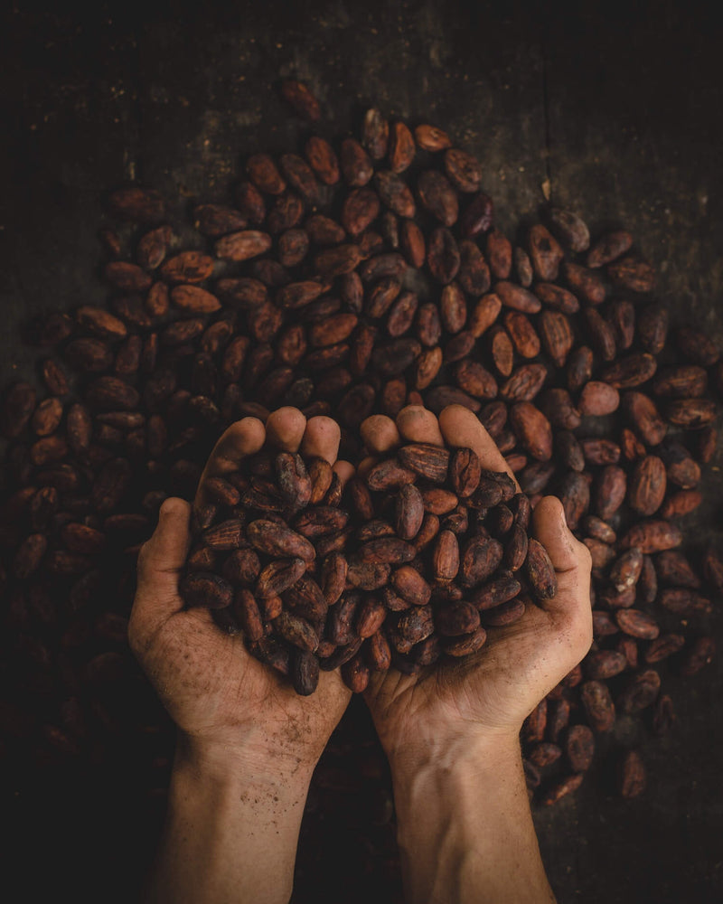 une poignée de fèves de cacao cérémonielles fraîchement torréfiées