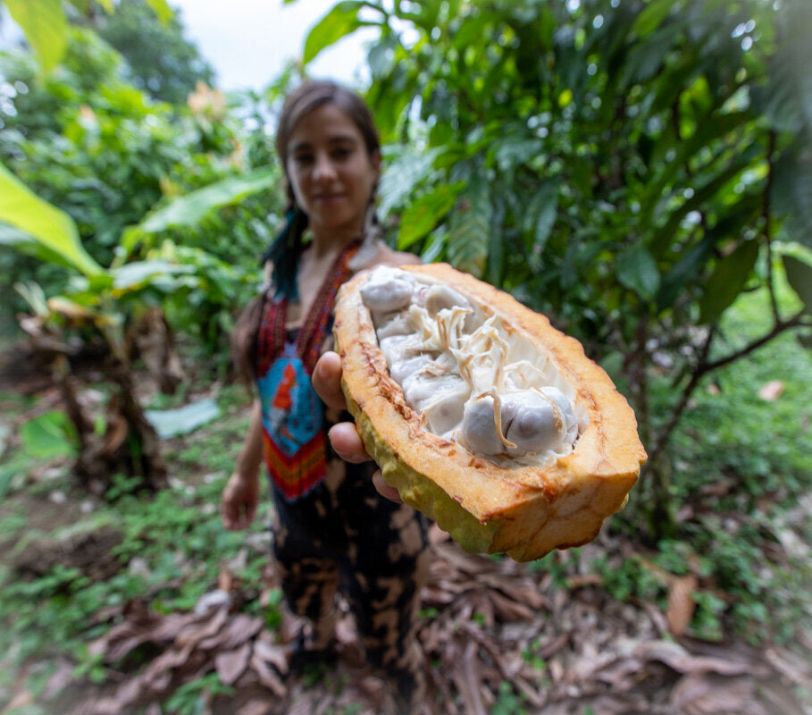 Une femme dans une plantation de cacao avec une gousse fendue de fruit de cacao frais Arriba Nacional.